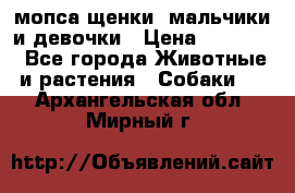 мопса щенки -мальчики и девочки › Цена ­ 25 000 - Все города Животные и растения » Собаки   . Архангельская обл.,Мирный г.